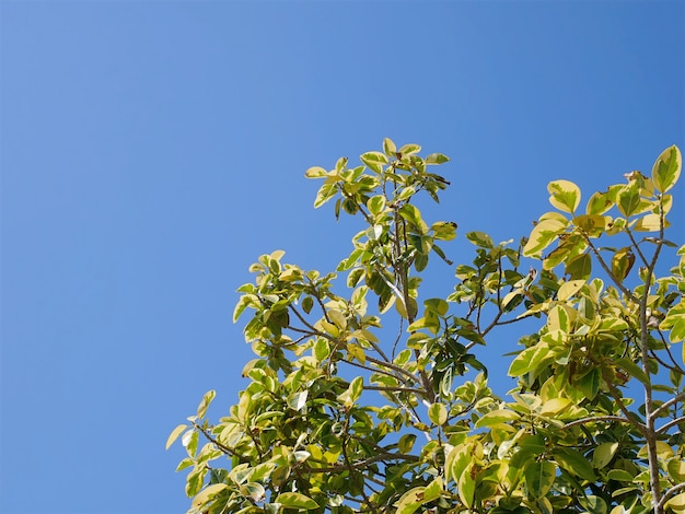 Vista de ángulo bajo del árbol verde amarillo contra el cielo azul claro