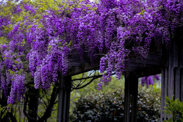 Foto vista de ángulo bajo del árbol