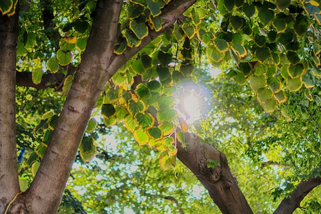 Foto vista de ángulo bajo del árbol