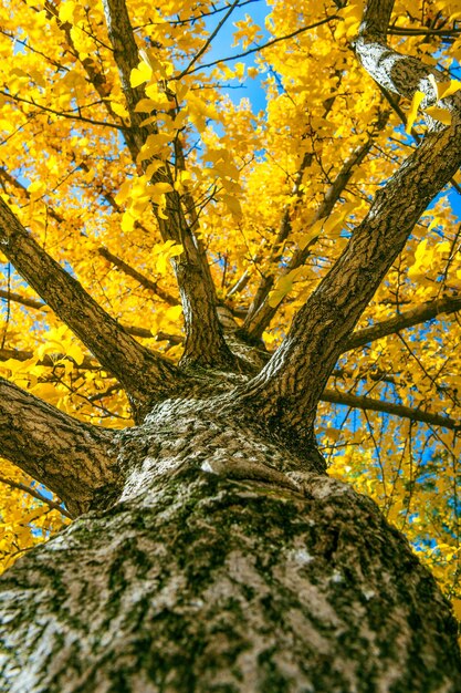 Foto vista de ángulo bajo del árbol