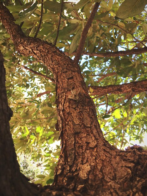 Foto vista de ángulo bajo del árbol