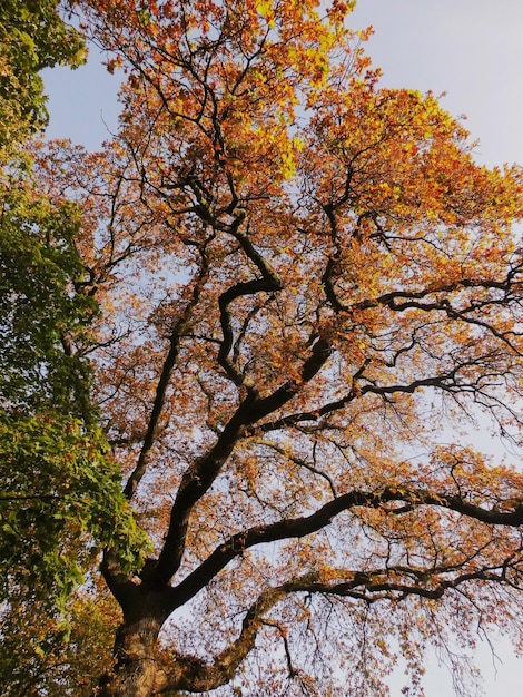 Foto vista de ángulo bajo del árbol