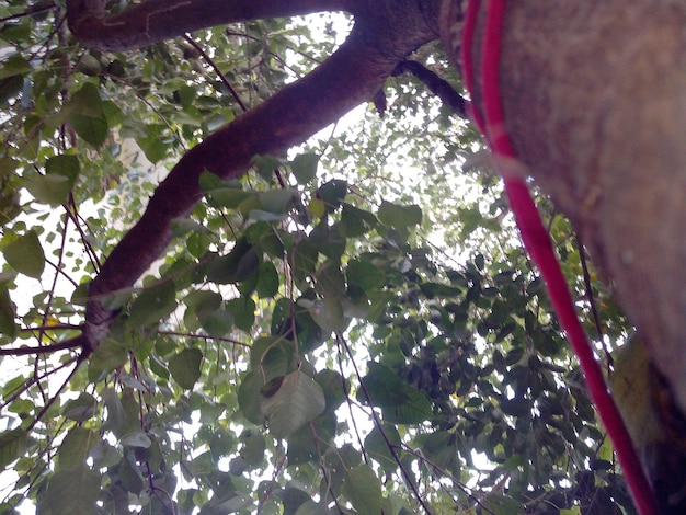 Foto vista de ángulo bajo del árbol