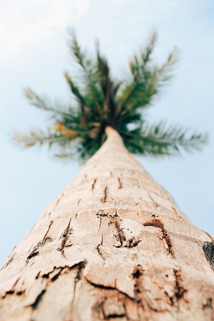 Foto vista de ángulo bajo del árbol