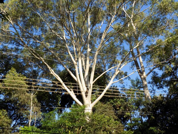 Foto vista de ángulo bajo del árbol