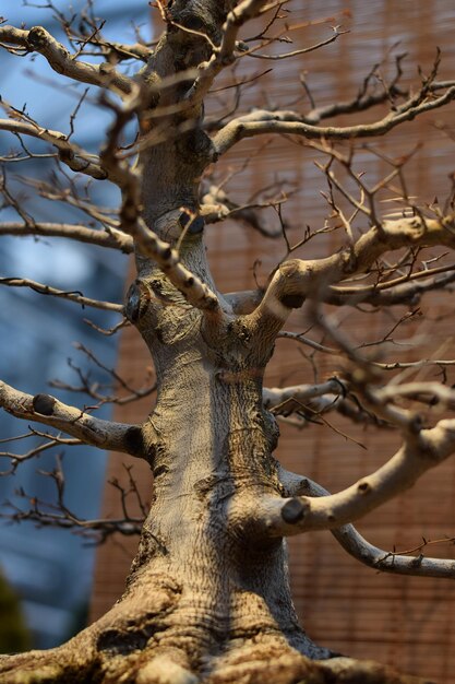 Vista de ángulo bajo del árbol