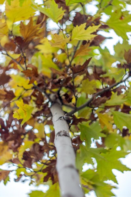 Foto vista de ángulo bajo del árbol