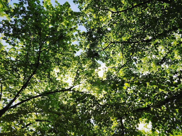 Vista de ángulo bajo del árbol