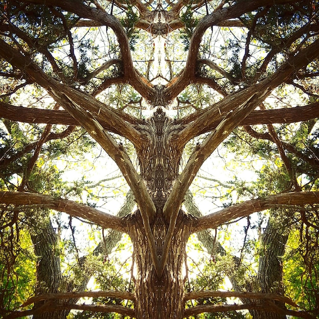 Foto vista de ángulo bajo del árbol