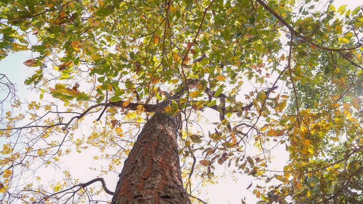 Vista de ángulo bajo de árboles altos contra el cielo