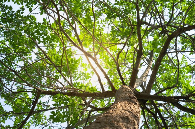 Foto vista de ángulo bajo de los árboles de bambú en el bosque