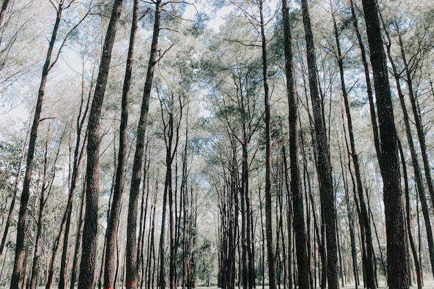 Vista de ángulo bajo de los árboles de bambú en el bosque