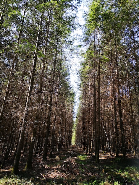 Vista de ángulo bajo de los árboles de bambú en el bosque