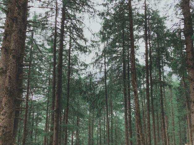 Foto vista de ángulo bajo de los árboles de bambú en el bosque