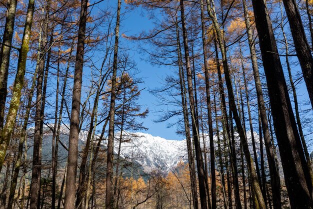 Foto vista de ángulo bajo de los árboles en el bosque contra el cielo