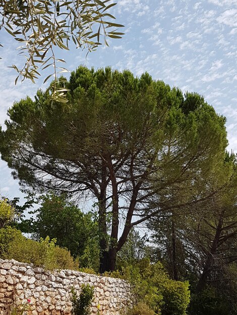 Foto vista de ángulo bajo de los árboles en el bosque contra el cielo