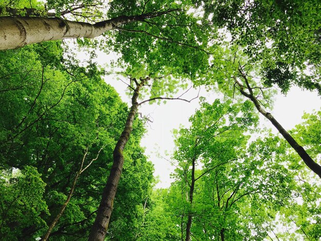 Foto vista de ángulo bajo de los árboles en el bosque contra el cielo