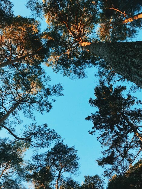 Foto vista de ángulo bajo de los árboles en el bosque contra el cielo