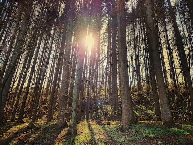 Vista de ángulo bajo de los árboles en el bosque contra el cielo