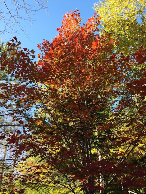 Foto vista de ángulo bajo de los árboles en el bosque durante el otoño