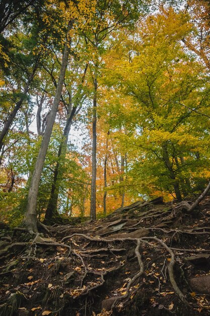 Foto vista en bajo ángulo de los árboles en el bosque durante el otoño