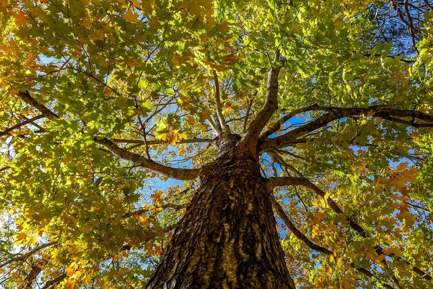 Foto vista en bajo ángulo de los árboles en el bosque durante el otoño