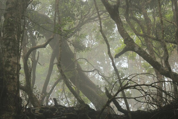 Vista de ángulo bajo de los árboles en el bosque durante el tiempo de niebla