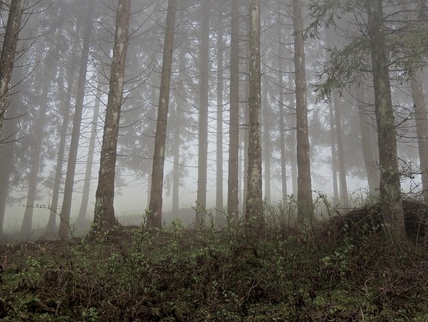 Foto vista de ángulo bajo de los árboles en el bosque en tiempo de niebla