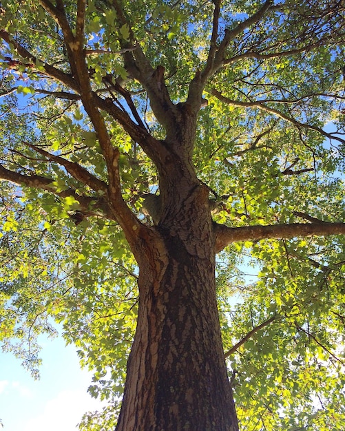 Foto vista en bajo ángulo de los árboles en el bosque