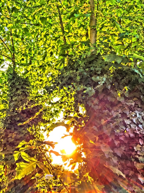 Foto vista en bajo ángulo de los árboles en el bosque