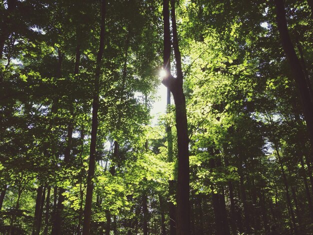 Vista en bajo ángulo de los árboles en el bosque