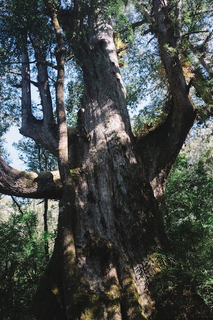 Vista en bajo ángulo de los árboles en el bosque