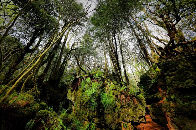 Vista en bajo ángulo de los árboles en el bosque