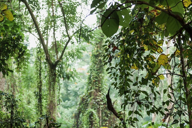 Foto vista en bajo ángulo de los árboles en el bosque