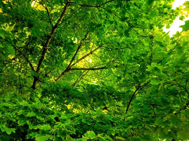 Foto vista en bajo ángulo de los árboles en el bosque