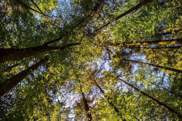 Foto vista en bajo ángulo de los árboles en el bosque