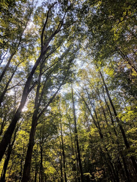 Foto vista en bajo ángulo de los árboles en el bosque