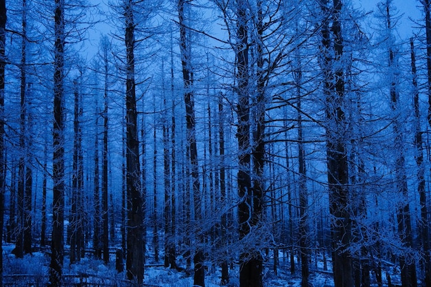 Foto vista en bajo ángulo de los árboles en el bosque