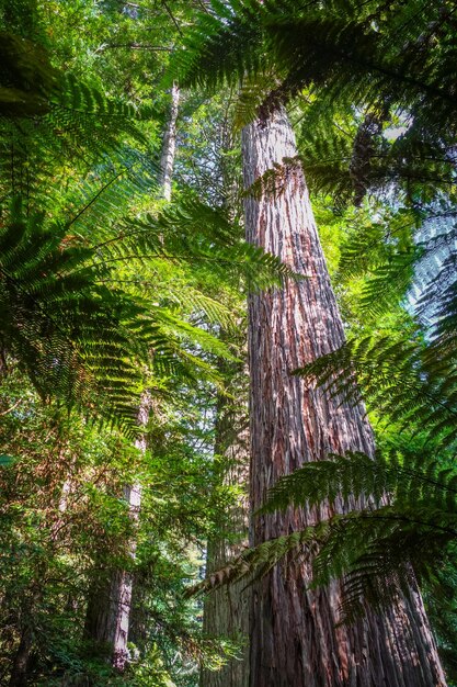 Foto vista en bajo ángulo de los árboles en el bosque