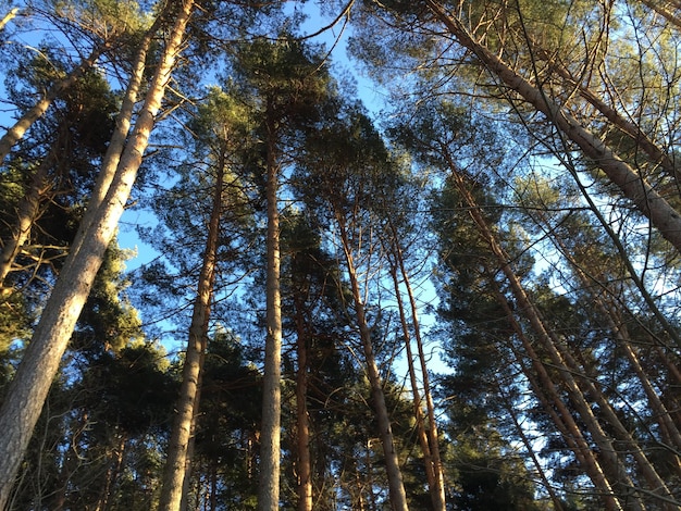 Vista en bajo ángulo de los árboles en el bosque