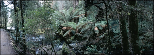 Foto vista en bajo ángulo de los árboles en el bosque