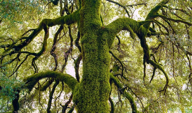 Foto vista en bajo ángulo de los árboles en el bosque