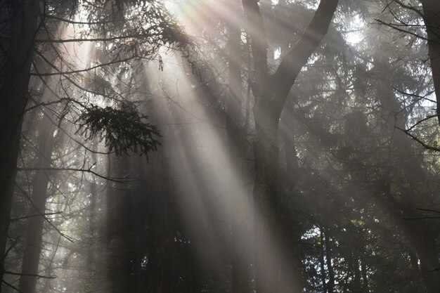 Foto vista en bajo ángulo de los árboles en el bosque