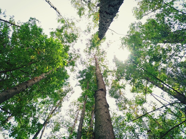 Foto vista en bajo ángulo de los árboles en el bosque