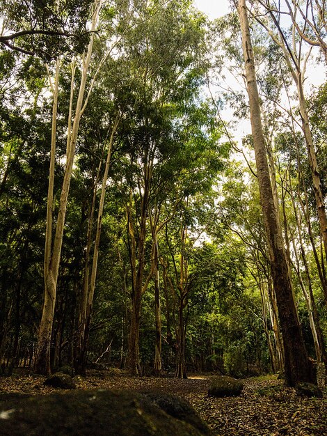 Foto vista en bajo ángulo de los árboles en el bosque