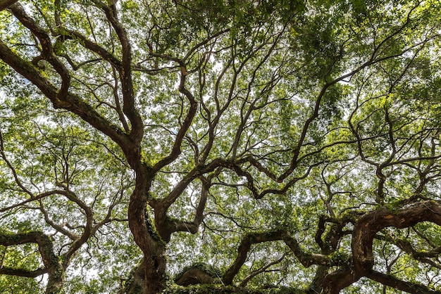 Vista en bajo ángulo de los árboles en el bosque