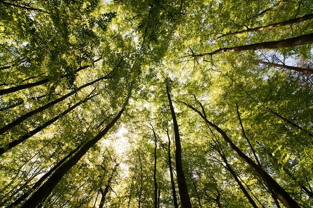 Vista en bajo ángulo de los árboles en el bosque