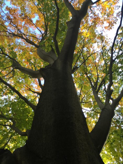 Foto vista en bajo ángulo de los árboles en el bosque