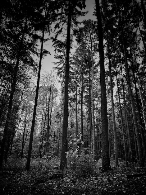 Foto vista en bajo ángulo de los árboles en el bosque