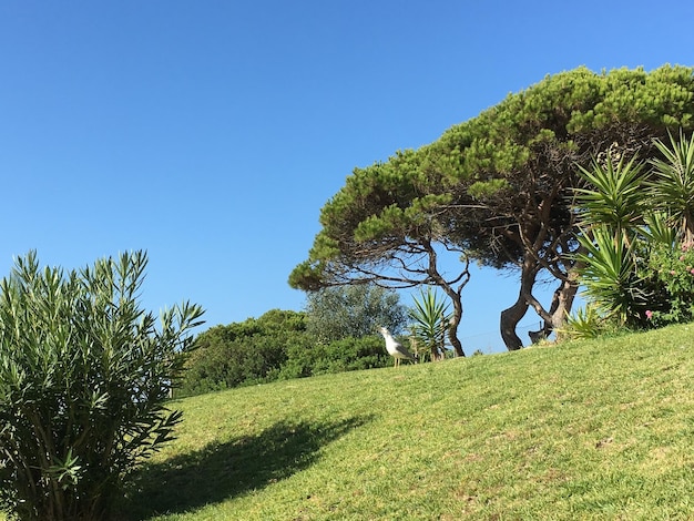 Vista de bajo ángulo de los árboles en el campo contra un cielo azul claro